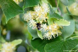 Attēlu rezultāti vaicājumam “Tilia platyphyllos subsp. cordifolia flower”