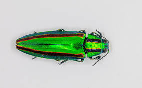 Attēlu rezultāti vaicājumam “Buprestidae”
