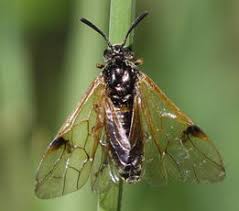 Attēlu rezultāti vaicājumam “Arge ustulata”