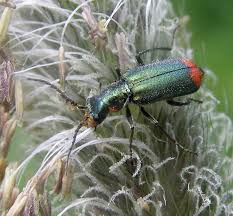 Attēlu rezultāti vaicājumam “Malachius bipustulatus”