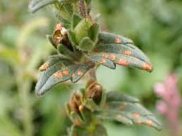 Attēlu rezultāti vaicājumam “Coleosporium sp.”
