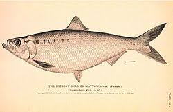 Image result for Alosa mediocris