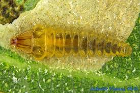 Attēlu rezultāti vaicājumam “Gracillariidae”