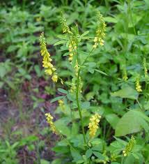 Attēlu rezultāti vaicājumam “Melilotus officinalis”