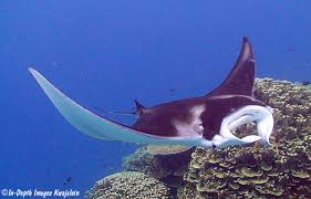 Image result for Mobula alfredi