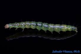 Attēlu rezultāti vaicājumam “Bitoma crenata imago”