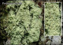 Attēlu rezultāti vaicājumam “Pertusaria flavida”