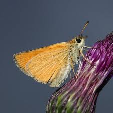 Attēlu rezultāti vaicājumam “Thymelicus lineola underside”