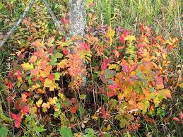 Attēlu rezultāti vaicājumam “x Sorbaronia fallax”