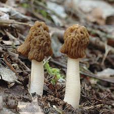 Attēlu rezultāti vaicājumam “Verpa bohemica”