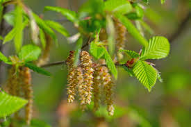 Attēlu rezultāti vaicājumam “Carpinus betulus female flower”