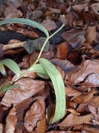 Attēlu rezultāti vaicājumam “Cephalanthera rubra leaf”