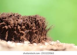 Attēlu rezultāti vaicājumam “Stemonitis fusca”