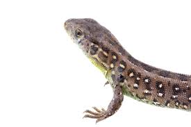 Attēlu rezultāti vaicājumam “Lacerta agilis”