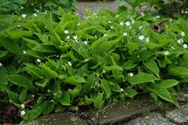 Image result for Omphalodes verna