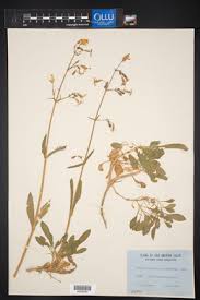 Attēlu rezultāti vaicājumam “Silene nutans”