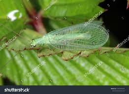 Attēlu rezultāti vaicājumam “Chrysopidae imago”