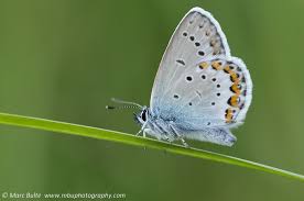 Attēlu rezultāti vaicājumam “Plebejus argus / Plebejus idas”