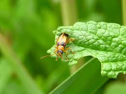Attēlu rezultāti vaicājumam “Phyllobrotica quadrimaculata”