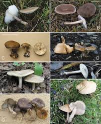 Image result for Melanoleuca rasilis var. pseudoluscina