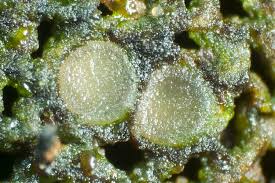 Attēlu rezultāti vaicājumam “Coenogonium pineti”