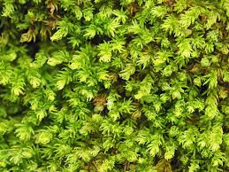 Attēlu rezultāti vaicājumam “Gymnostomum calcareum”