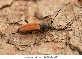 Attēlu rezultāti vaicājumam “Anastrangalia sanguinolenta male”