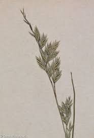 Attēlu rezultāti vaicājumam “Festuca psammophila”