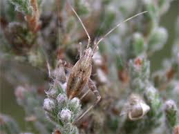 Attēlu rezultāti vaicājumam “Phytocoris varipes”