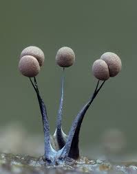 Attēlu rezultāti vaicājumam “Physarum leucophaeum stalked”