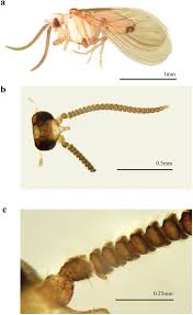 Attēlu rezultāti vaicājumam “Coniopterygidae”