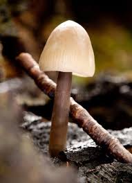 Attēlu rezultāti vaicājumam “Mycena zephirus”