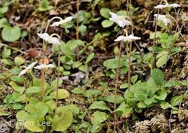 Attēlu rezultāti vaicājumam “Moneses uniflora bud”