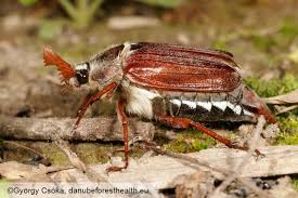 Attēlu rezultāti vaicājumam “Melolontha melolontha imago”