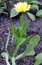 Attēlu rezultāti vaicājumam “Calendula officinalis flower”