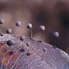 Attēlu rezultāti vaicājumam “Physarum psittacinum spores”