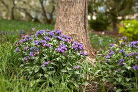 Image result for Pulmonaria officinalis