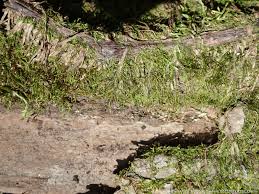 Attēlu rezultāti vaicājumam “Hygroamblystegium varium”