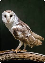 Attēlu rezultāti vaicājumam “Bubo bubo adult”