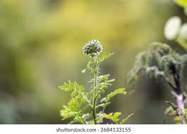 Attēlu rezultāti vaicājumam “Phacelia tanacetifolia leaf”