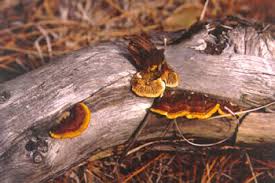 Attēlu rezultāti vaicājumam “Gloeophyllum trabeum”