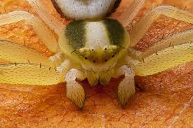 Attēlu rezultāti vaicājumam “Misumena vatia”