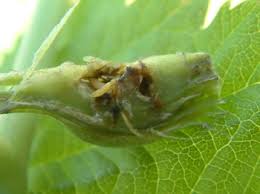 Attēlu rezultāti vaicājumam “Lasioptera rubi larva”