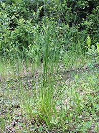 Attēlu rezultāti vaicājumam “Juncus filiformis”