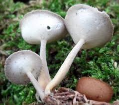 Attēlu rezultāti vaicājumam “Helvella macropus”