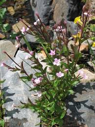 Attēlu rezultāti vaicājumam “Epilobium roseum flower”