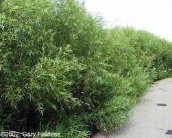 Attēlu rezultāti vaicājumam “Salix Vetrix”