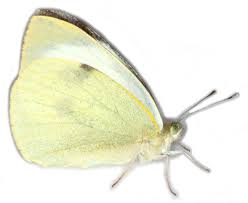 Attēlu rezultāti vaicājumam “Pieris brassicae female”