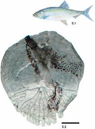 Image result for Clupea harengus