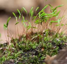 Attēlu rezultāti vaicājumam “Pohlia elongata”
